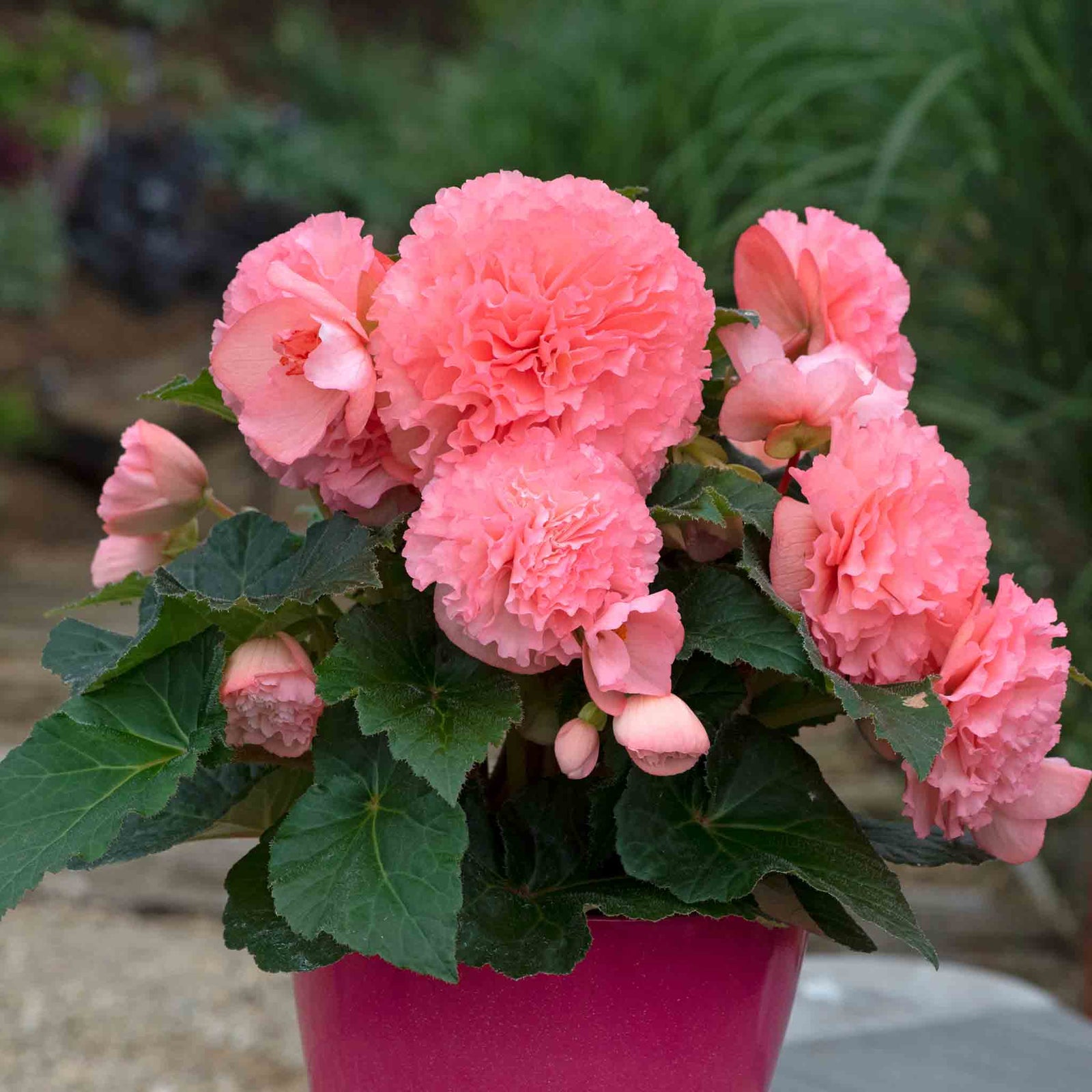 Begonia 'majestic Soft Pink' | 6 x Plug Plants | Light Pink