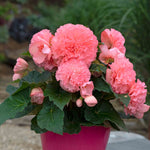 Begonia 'majestic Soft Pink' | 12 x Plug Plants | Light Pink