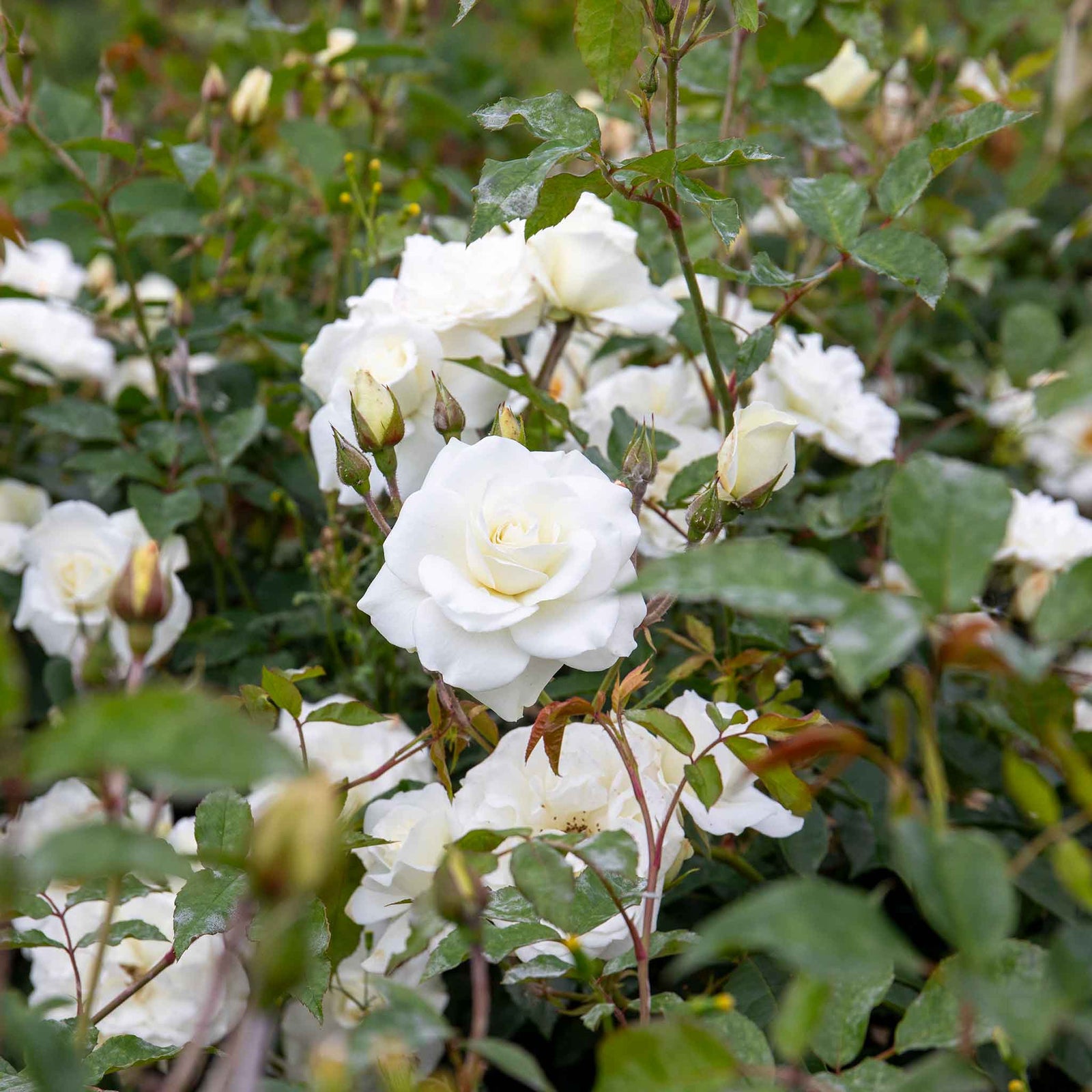 Climbing Rose 'iceberg' Rhs Award | 1 x Bare Root | White