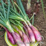 Shallot Roderique, Multi-sown Module With Pro Grower Plugs | Set of 40