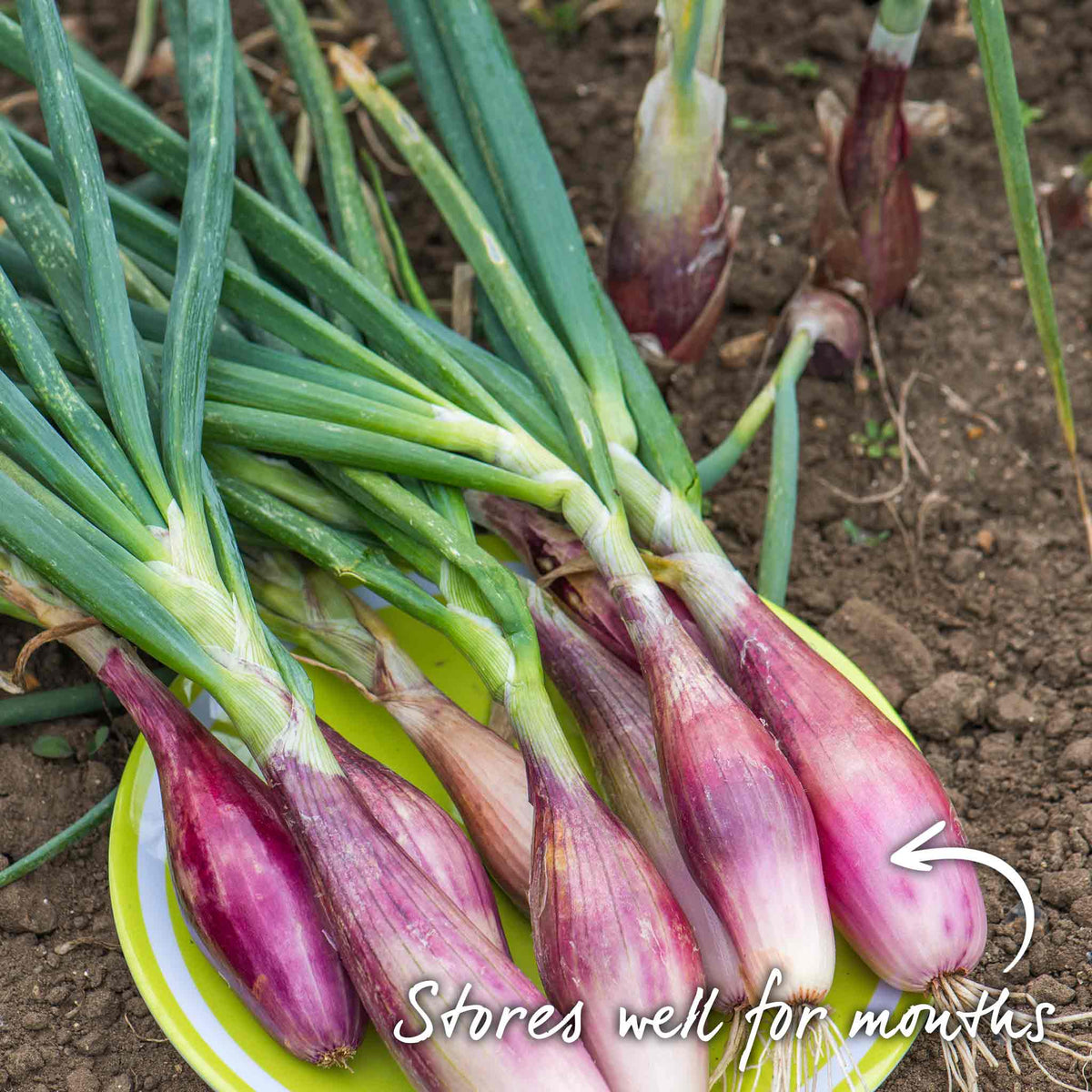 Shallot Roderique, Multi-sown Module With Pro Grower Plugs | Set of 20