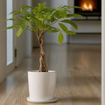 Money Tree Plant - Pachira Aquatica - Height 60-70cm - ⌀17cm | Set of 1 | Green