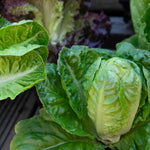 Little Gem Lettuce Garden-ready | 12 x Plug Plants | Green