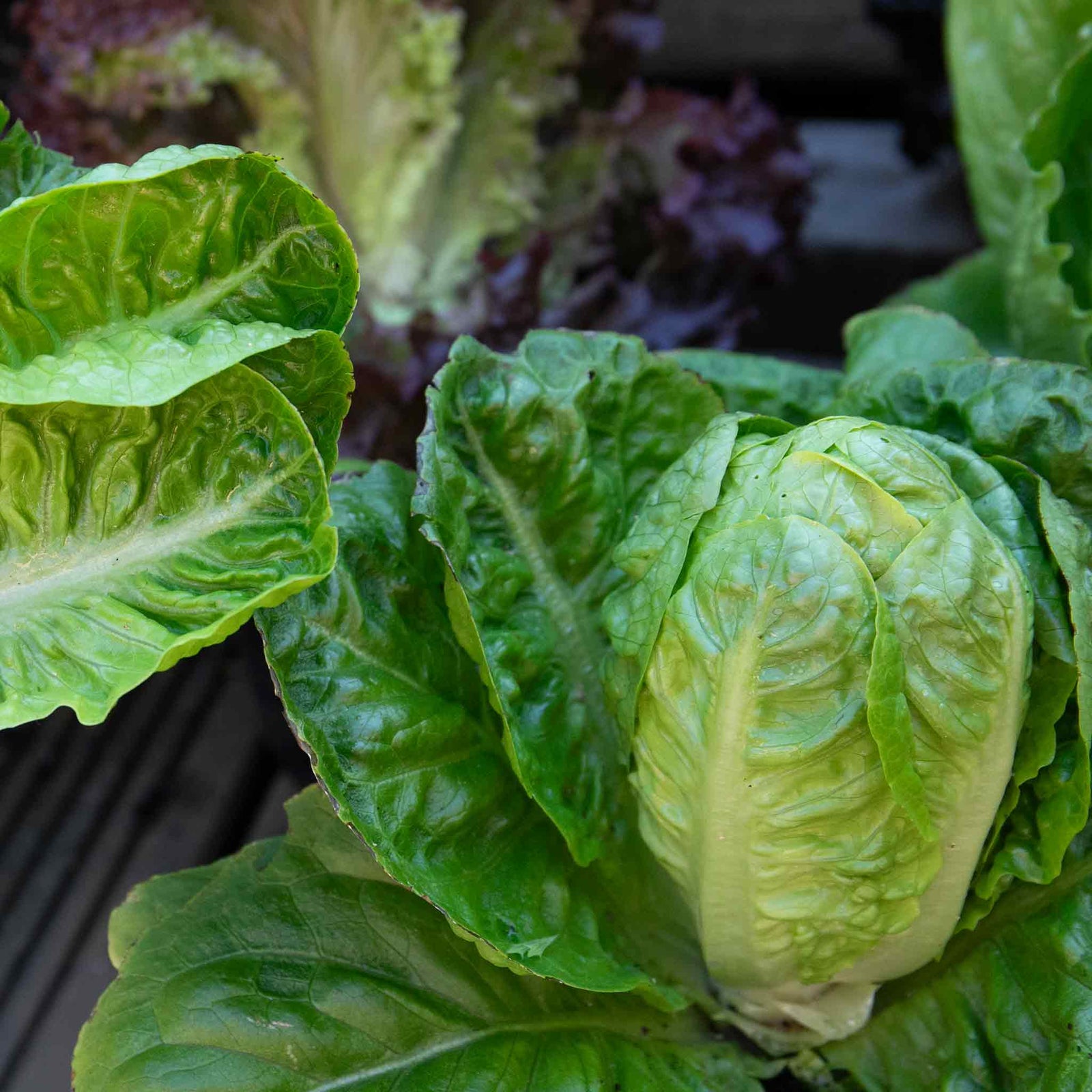 Little Gem Lettuce Garden-ready | 12 x Plug Plants | Green