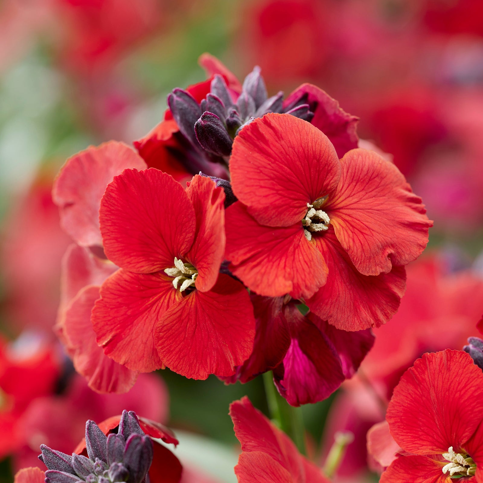 Erysimum 'colour Vibe Red' , Hardy Evergreen Perennial, Pollinator-friendly | 1 x 2L | Deep Red