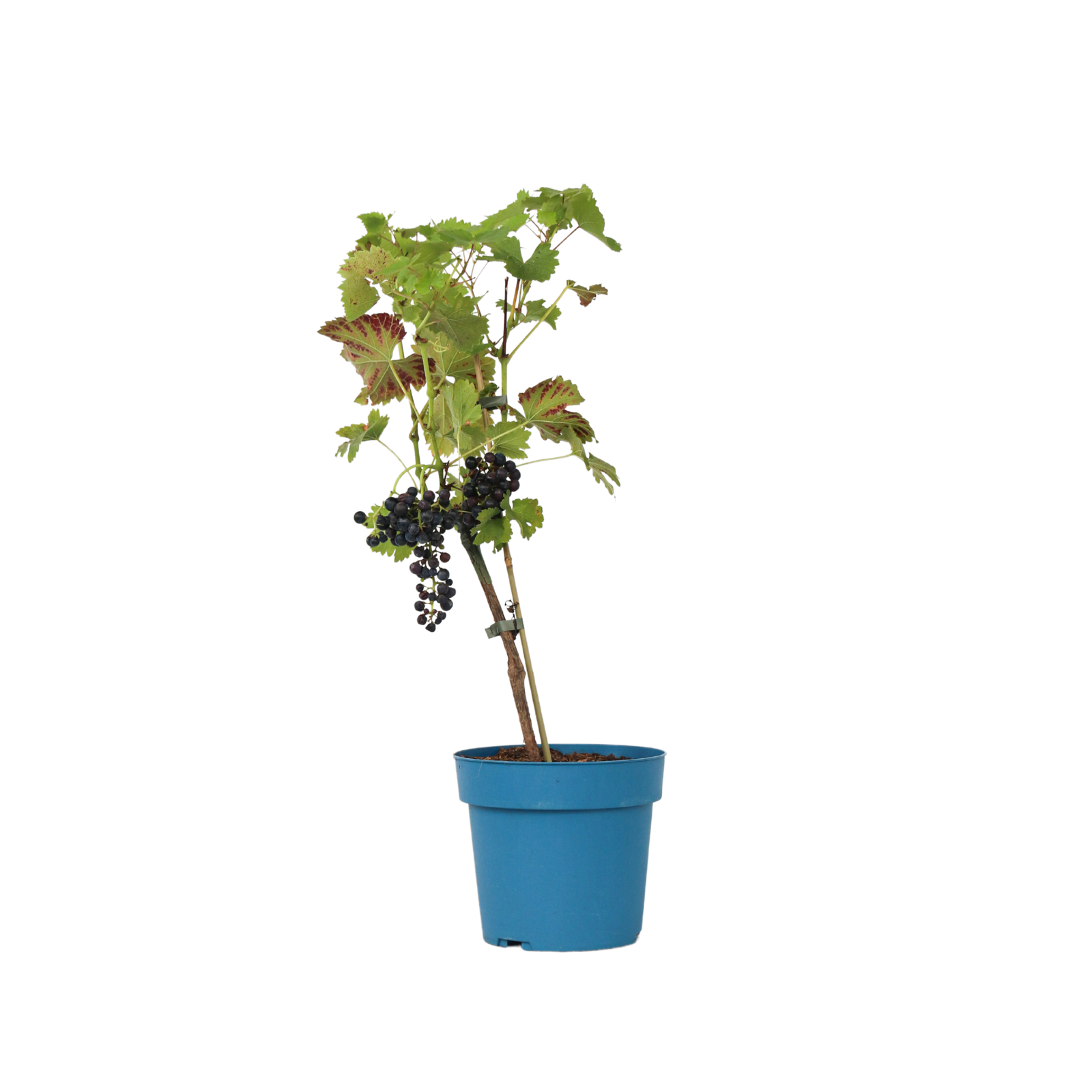 Common Grape Vine - Vitis Vinifera ‘nero’ - Height 60-75cm - ⌀21cm