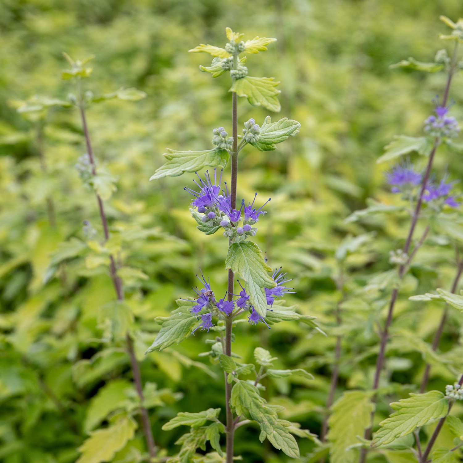 Caryopteris Incana 'sunshine Blue' Shrub | 1 x 3L | Blue & Yellow