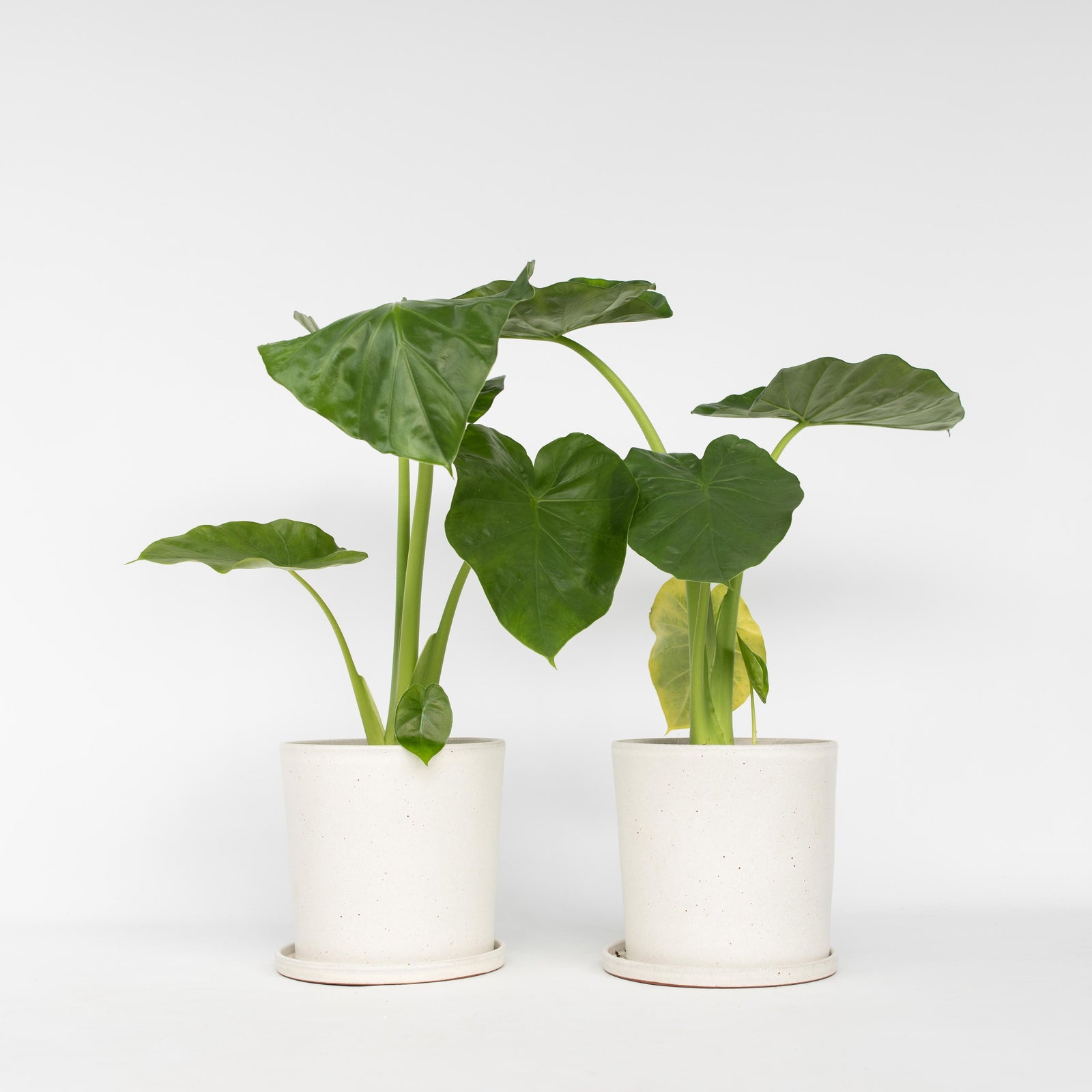 Elephant's Ear - 2 Pcs. - Alocasia 'macrorrhizos' - Height 60-70cm - ⌀17cm | Set of 2 | Green