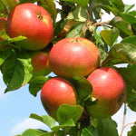 James Grieve Apple Dwarf Patio Fruit Tree 3-4ft Supplied In A 5 Litre Pot