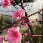 Prunus Spring Glow Tree 6ft Tall Supplied In A 12 Litre Pot