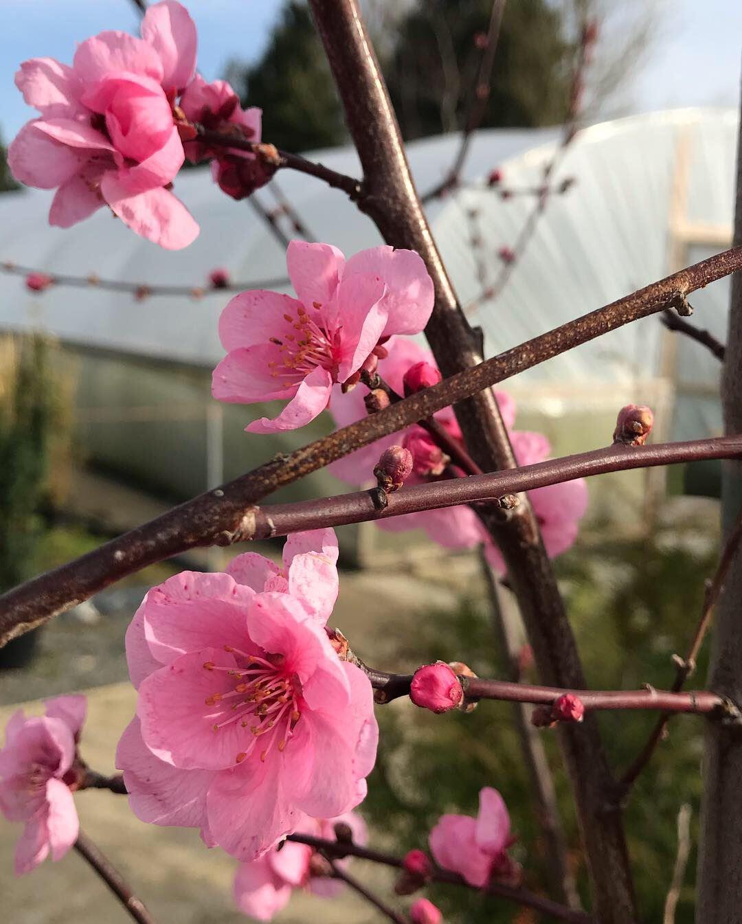 Prunus Spring Glow Tree 6ft Tall Supplied In A 12 Litre Pot