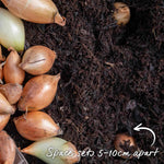 Onion 'stuttgarter Riesen' Sets – Slow To Bolt, Sweet Mild Bulbs | Set of 30