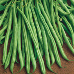 French Bean 'dwarf Tender Green' | 12 x Garden Ready Plants | Green