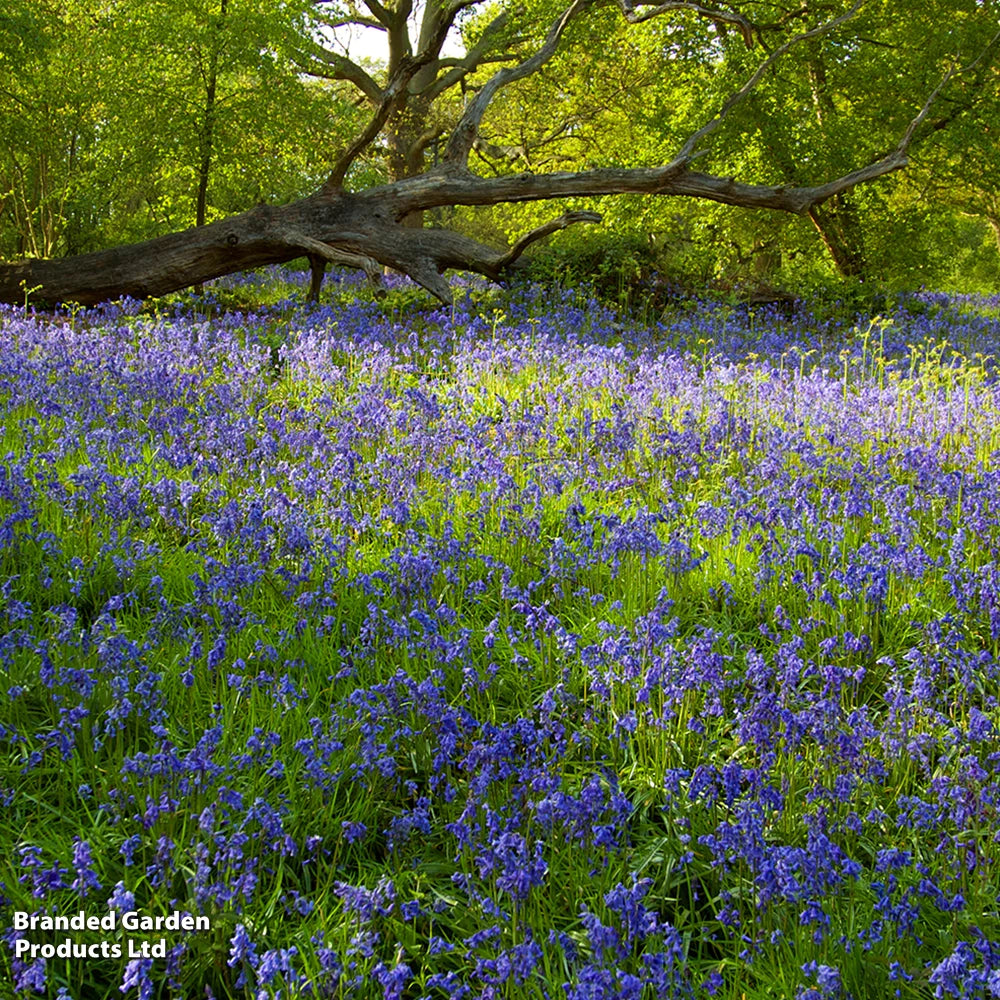Thompson & Morgan English Bluebells - 32 Bulbs