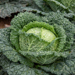 Cabbage Plant 'tundra' - Hardy Winter Variety | 16 x Pro Grower Plugs | Green