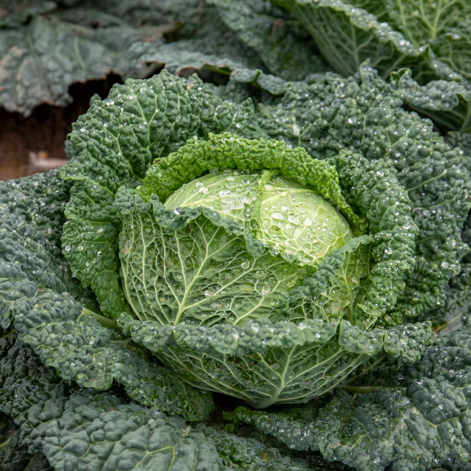 Cabbage Plant 'tundra' - Hardy Winter Variety | 16 x Pro Grower Plugs | Green