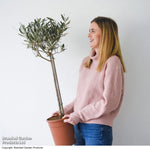 Standard Olive Tree 18cm Potted Plant | Set of 2