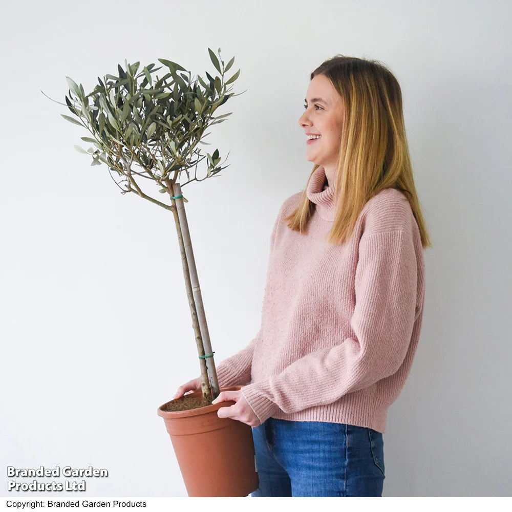 Standard Olive Tree 18cm Potted Plant | Set of 2