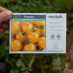 Tomato Seeds Yellow Mimi F1 | 10 Seeds