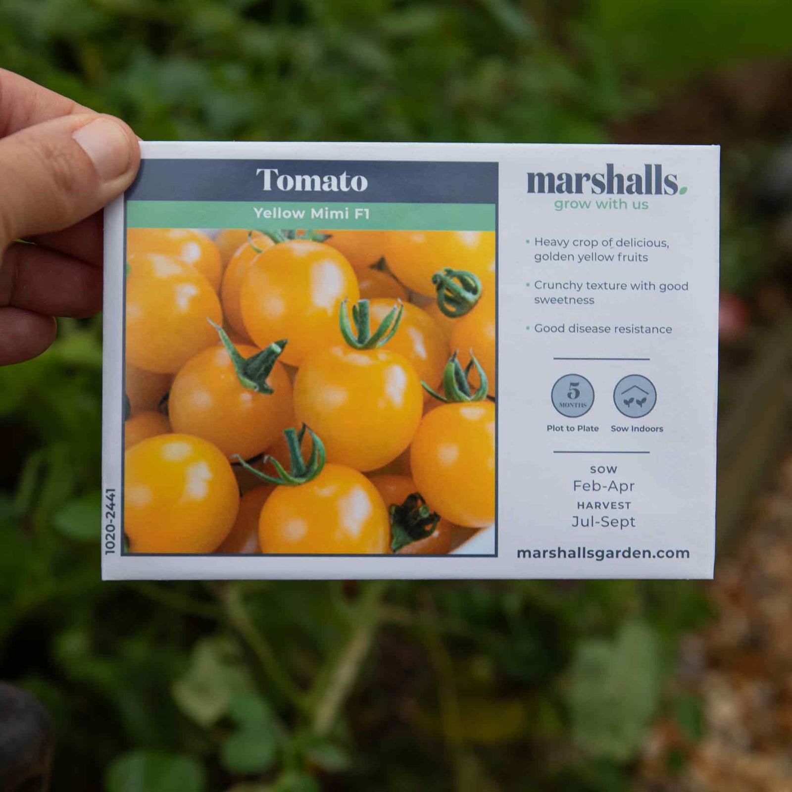 Tomato Seeds Yellow Mimi F1 | 10 Seeds