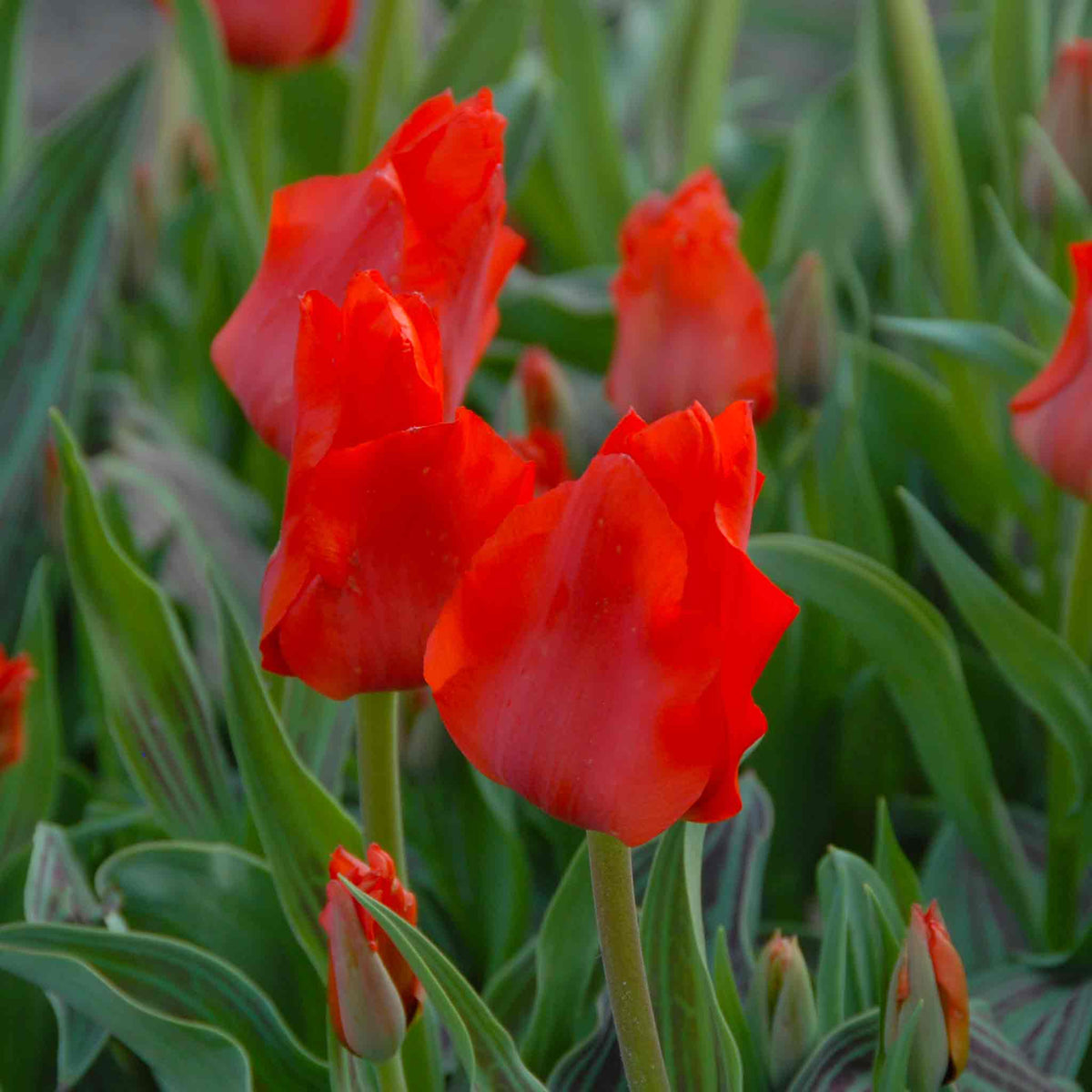 Tulip Bulbs 'red Riding Hood' (greigii) 10 Bulbs | 10 x Bulbs | Red