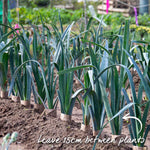 Leek 'jolant' - Vigorous Hardy Variety, Mild Flavour | 12 x Garden Ready Plugs