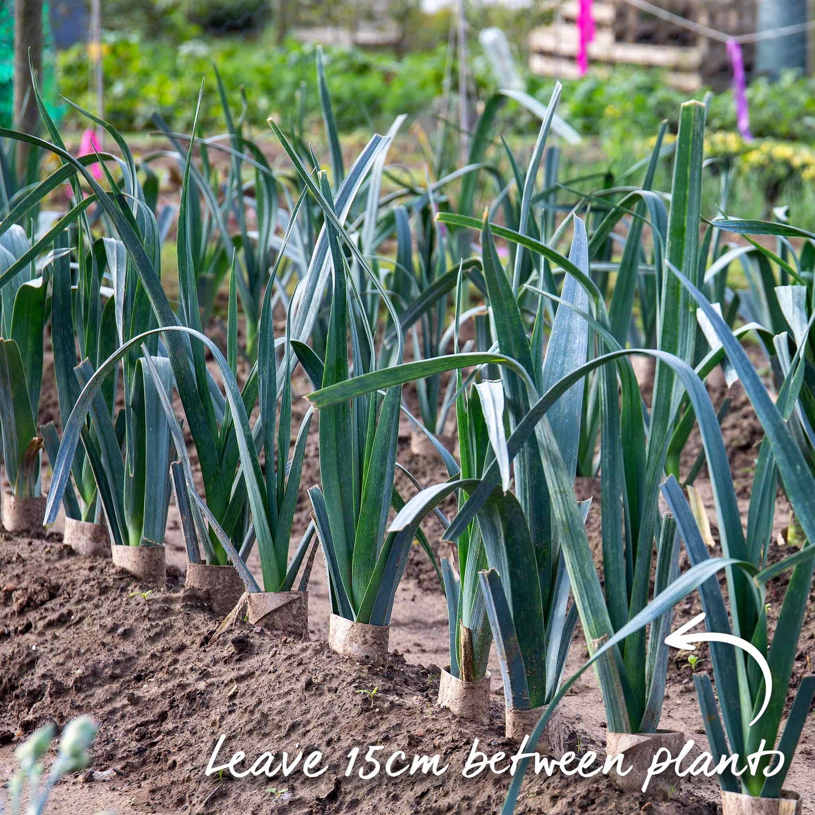 Leek 'jolant' - Vigorous Hardy Variety, Mild Flavour | 12 x Garden Ready Plugs
