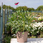 Cosmos 'cherry Chocolate' Compact Fragrant Perennial Plant | 3 x 9cm