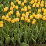 Tulip Cream Cocktail Bulbs | 8 x Bulbs
