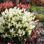 Euonymus 'himalaya' Evergreen Shrub - Hardy Low-maintenance | 1 x 9cm | Green & White