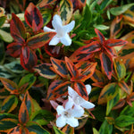 Abelia 'kaleidoscope' Compact Variegated Shrub | 1 x 3L | Red