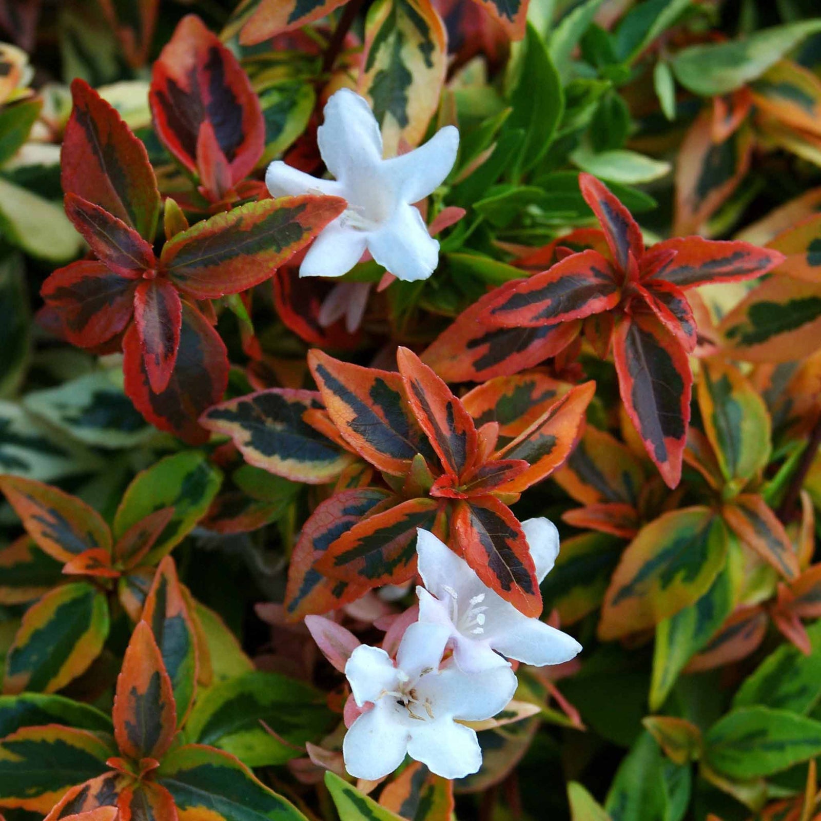 Abelia 'kaleidoscope' Compact Variegated Shrub | 1 x 3L | Red