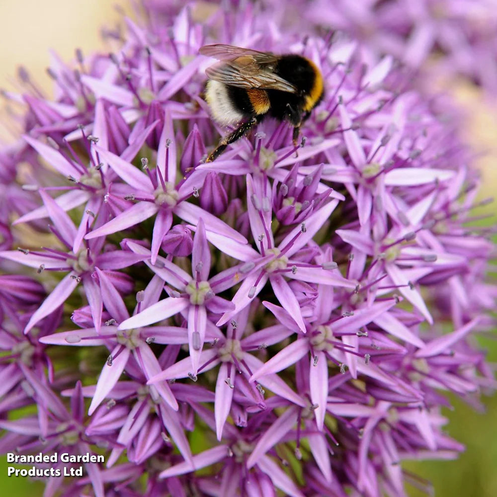 Thompson & Morgan Allium Purple Sensation 32 Bulbs