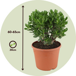 Jade Plant - Crassula Ovata 'minor' - Height 60-65cm - ⌀30cm | Set of 1 | Green