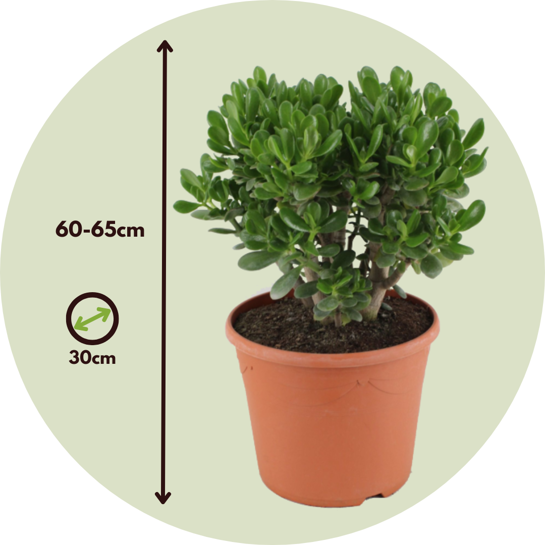 Jade Plant - Crassula Ovata 'minor' - Height 60-65cm - ⌀30cm | Set of 1 | Green