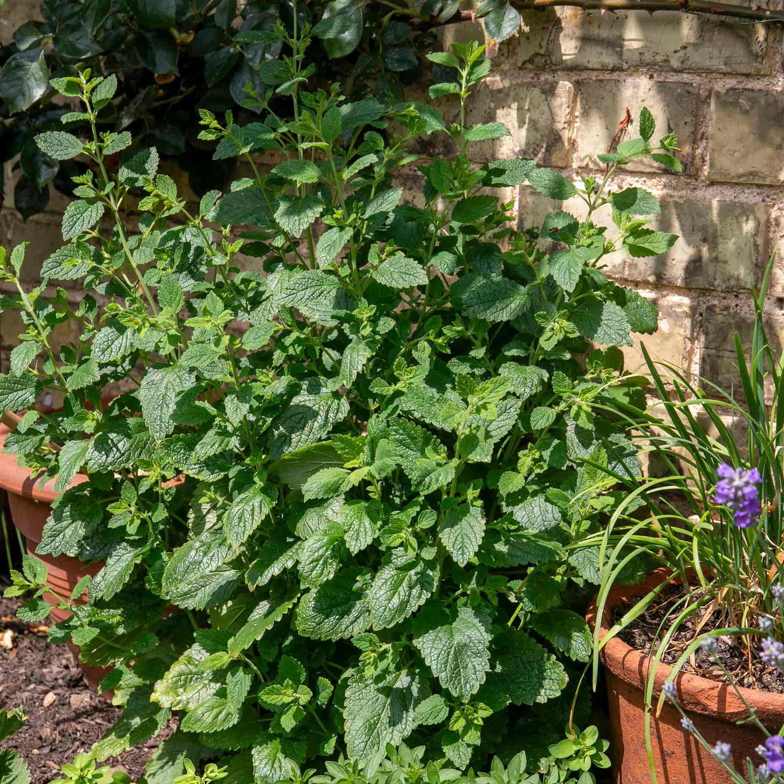 Sense-ational Herb Collection | 6 Plug Plants | Green