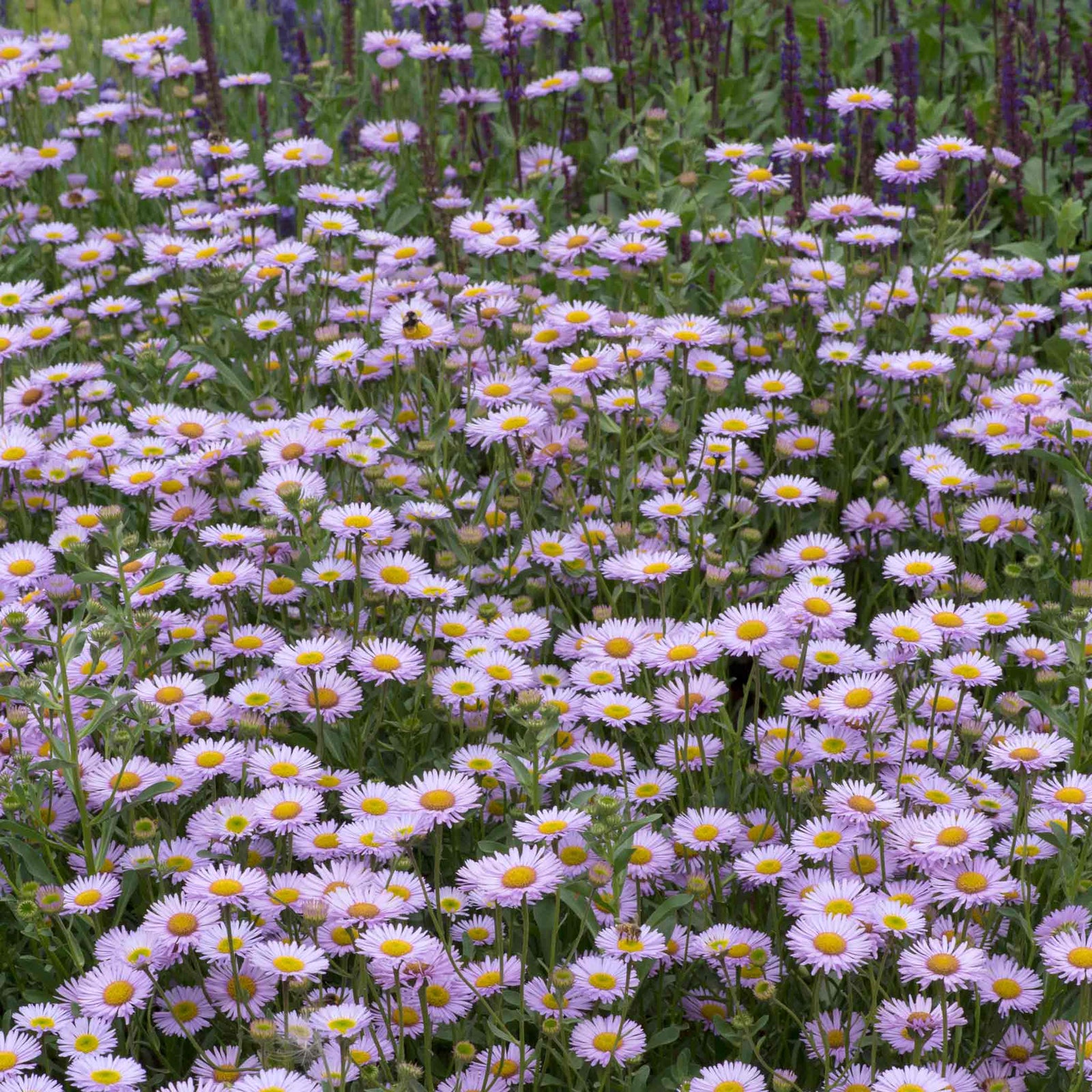Erigeron 'wayne Roderick' - Lavender-blue Daisy, Hardy Jumbo Plug Plants | 3 x Jumbo Plug Plants | Purple