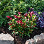 Flowering Shrub - 2 Pcs. - Weigela Florida 'red Prince' - Height 25-40cm - ⌀17cm | Set of 2 | Red
