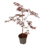 Japanese Maple - Acer Palmatum 'Black Lace' - Height 60-70cm - ⌀19cm | Set of 1 | Green