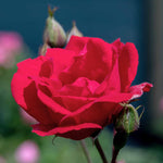 Rose Paul's Scarlet - Climbing Bare-root Red Rose | 1 x Bare Root | Red