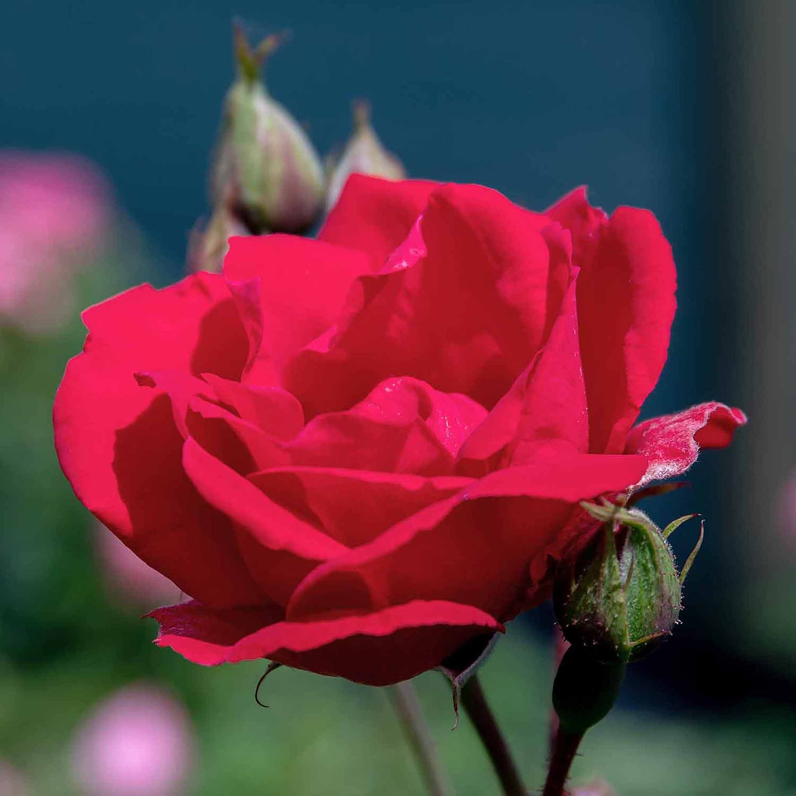 Rose Paul's Scarlet - Climbing Bare-root Red Rose | 1 x Bare Root | Red