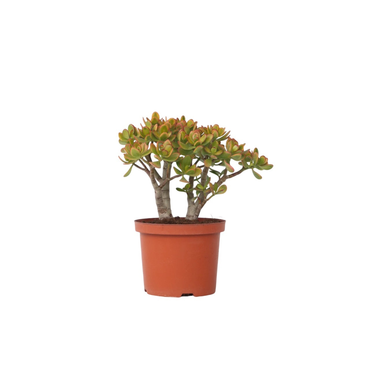 Jade Plant - Crassula Ovata 'sunset' - Height 45-50cm - ⌀23cm | Set of 1 | Green