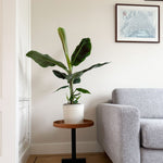 Canary Banana - Musa 'dwarf Cavendish' - Height 90-100cm - ⌀21cm | Set-of-1 | Green