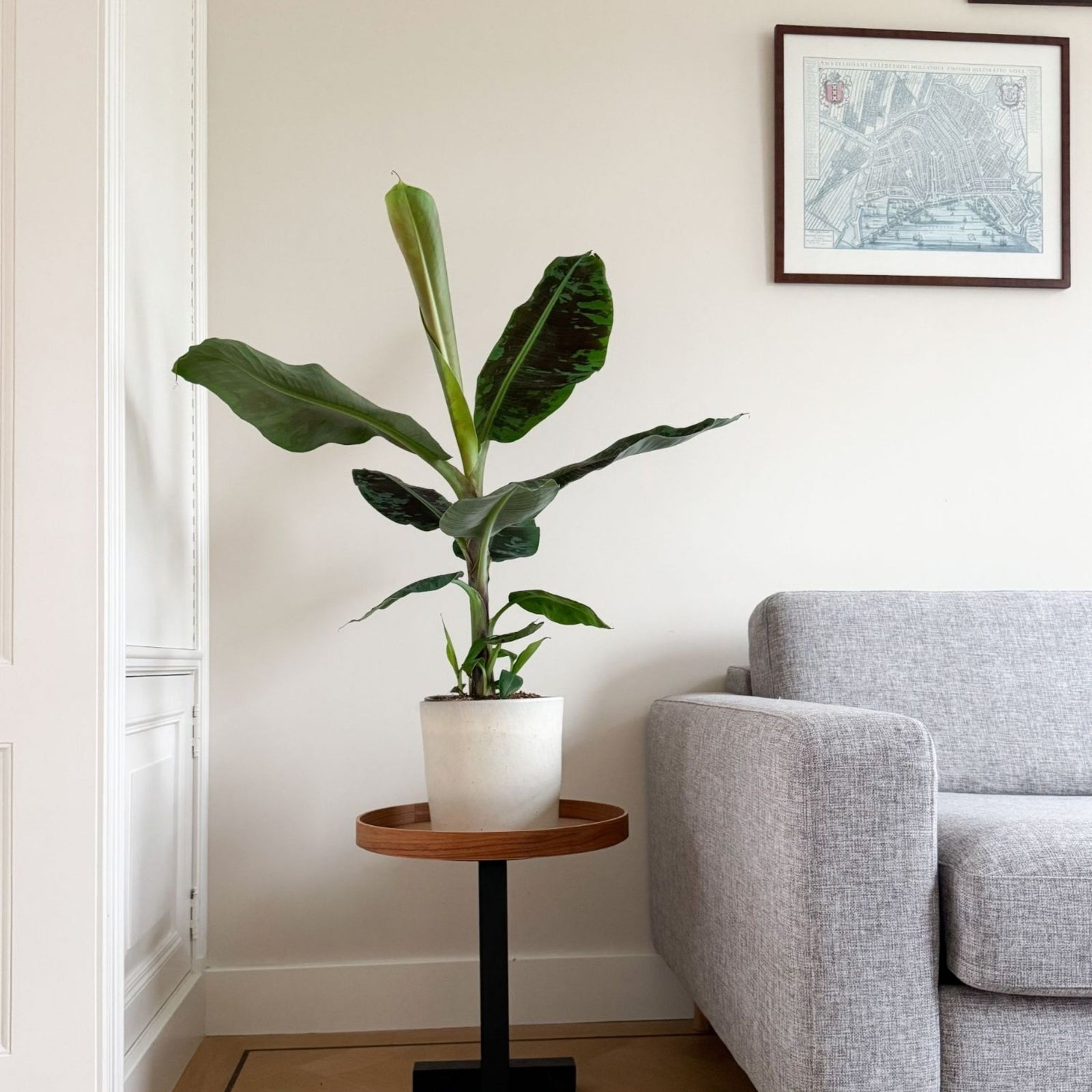 Canary Banana - Musa 'dwarf Cavendish' - Height 90-100cm - ⌀21cm | Set-of-1 | Green