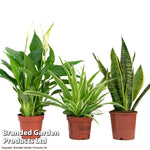 Air Purifying Houseplant Collection 12cm Potted Plants | Set of 3