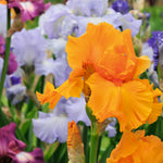 Iris Re-blooming Collection | Set of 5