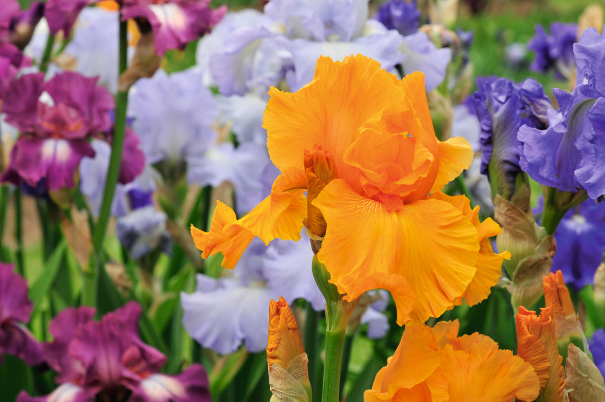 Iris Re-blooming Collection | Set of 5