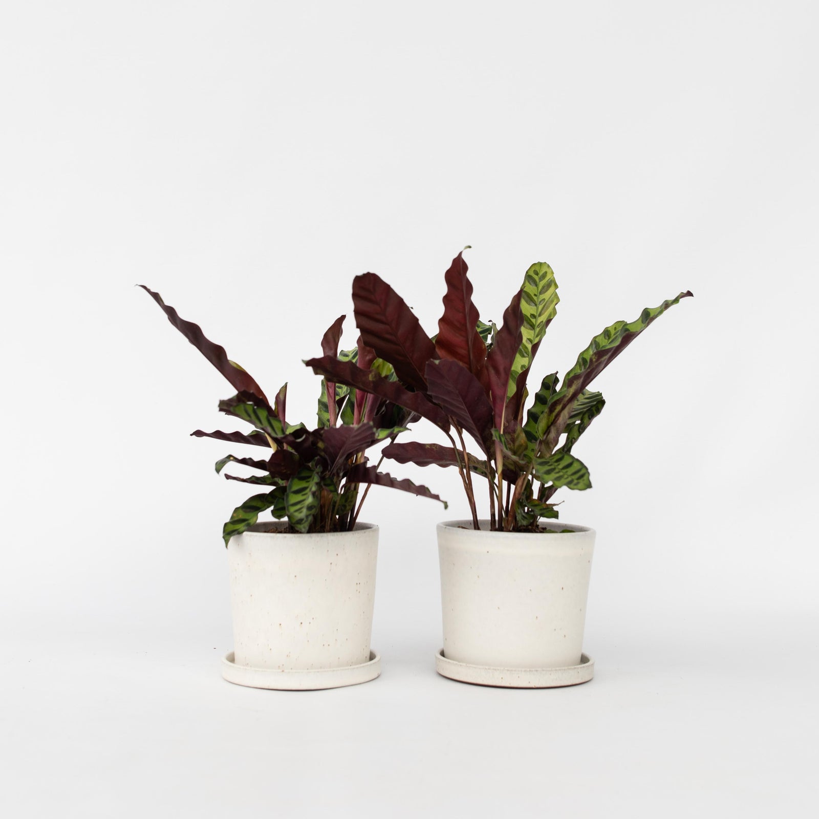 Rattlesnake Plant - 2 Pcs. - Goeppertia Insignis - Height 30-40cm - ⌀12cm | Set of 2 | Green