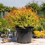 Spiraea Japonica 'firelight' Ornamental Shrub, Pollinator-friendly | 1 x 3L | Green & Pink