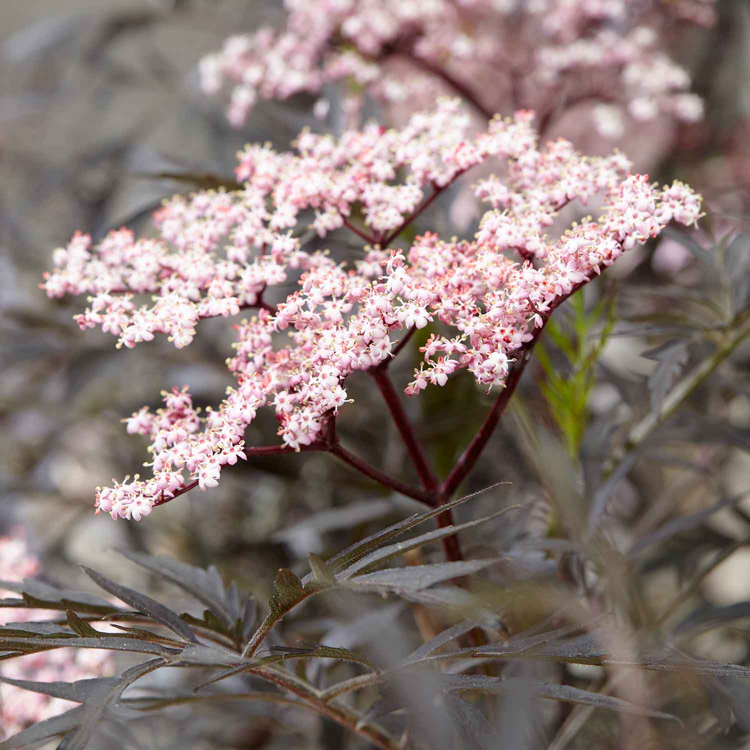 Sambucus Nigra 'black Lace' - Black Foliage Shrub, White Flowers, Bird‑attractive | 1 x 7.5L | Pink & Black